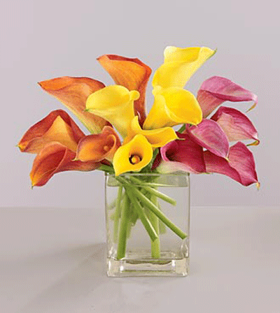 http://www.dutchflowerskc.com/images/flowers_lily_vera_spring.gif